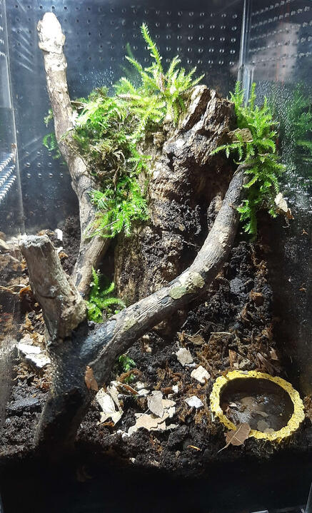 Entrance of a Terrestrial Tarantula Entrance of a Terrestrial Tarantula
