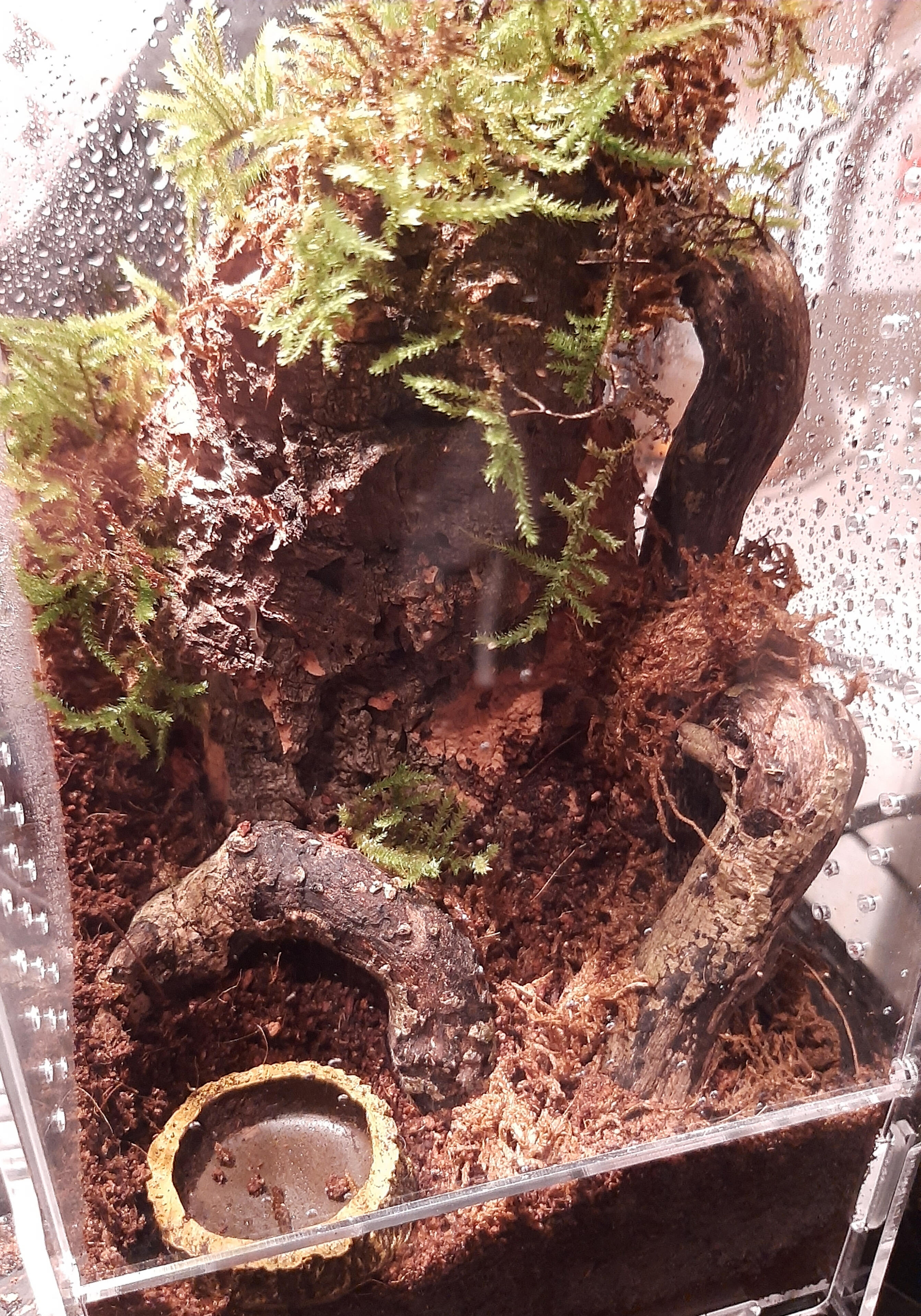 Arboreal Enclosure For Tree Dwelling Species