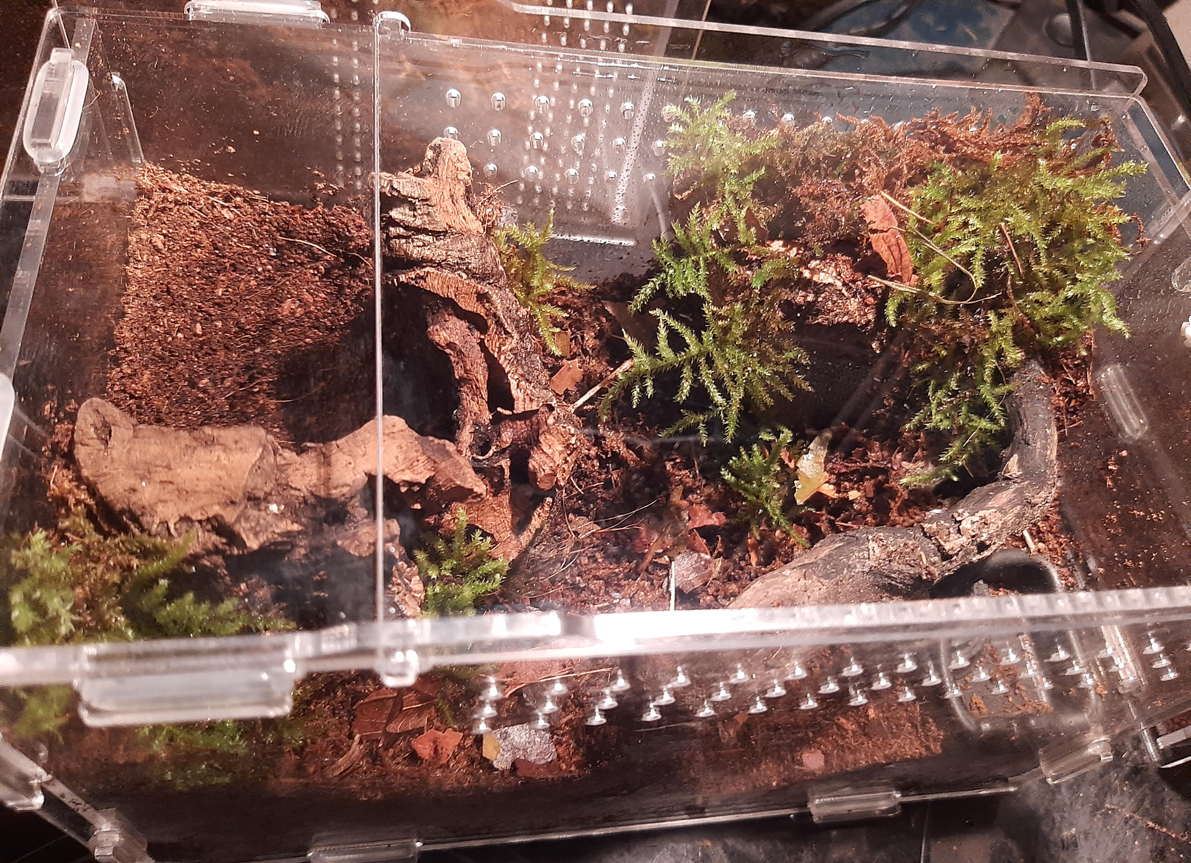 Terrestrial Enclosure For Ground Dwelling Species